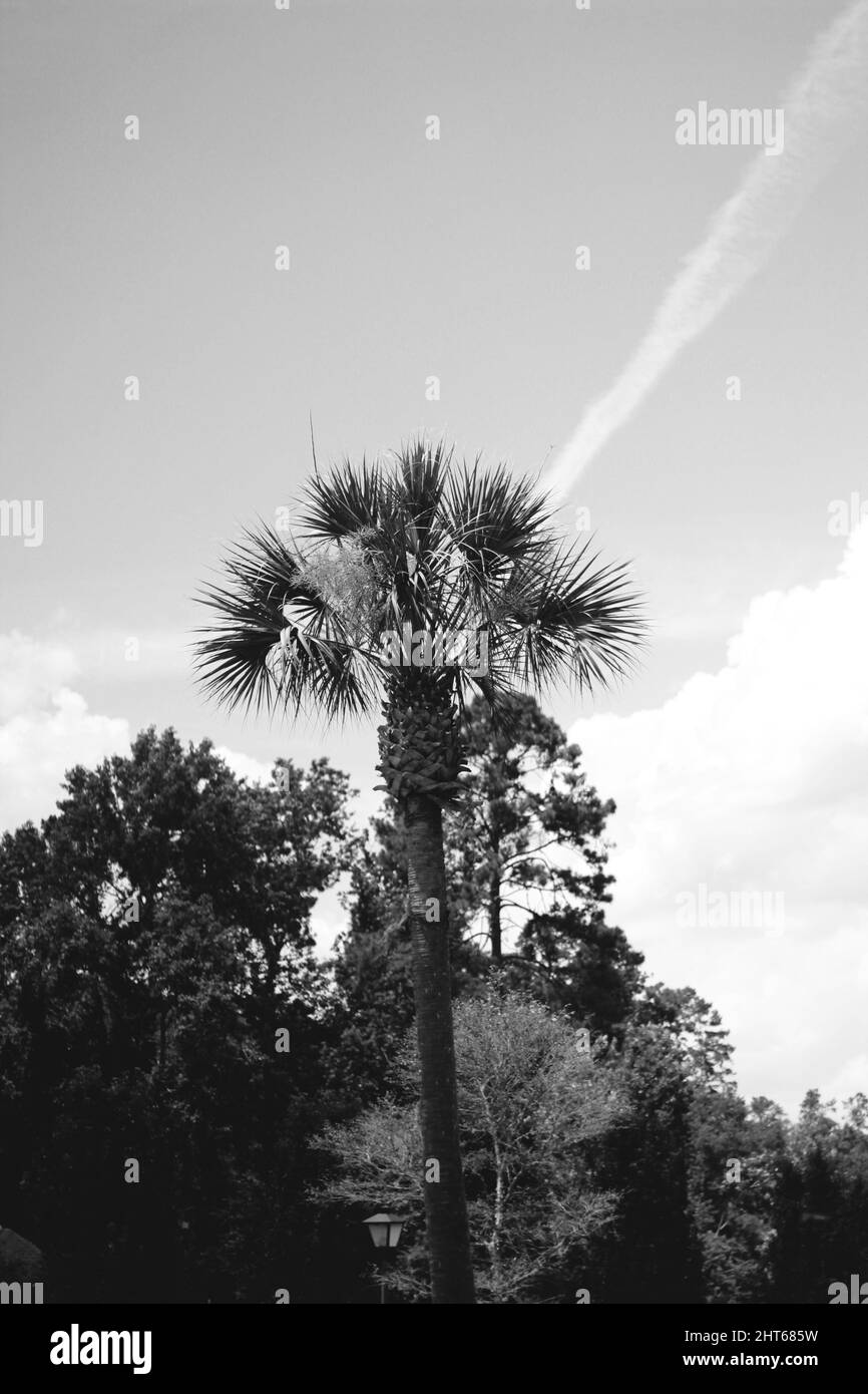 Colpo ad angolo basso di un albero Sabale cresciuto contro il cielo nuvoloso Foto Stock