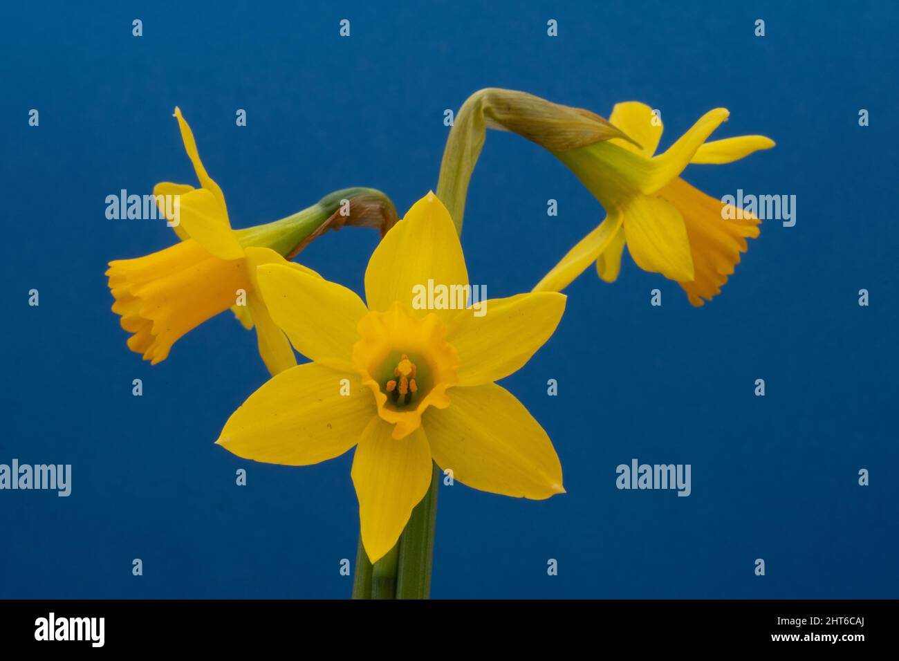 Tre naffodils gialli su sfondo blu Foto Stock