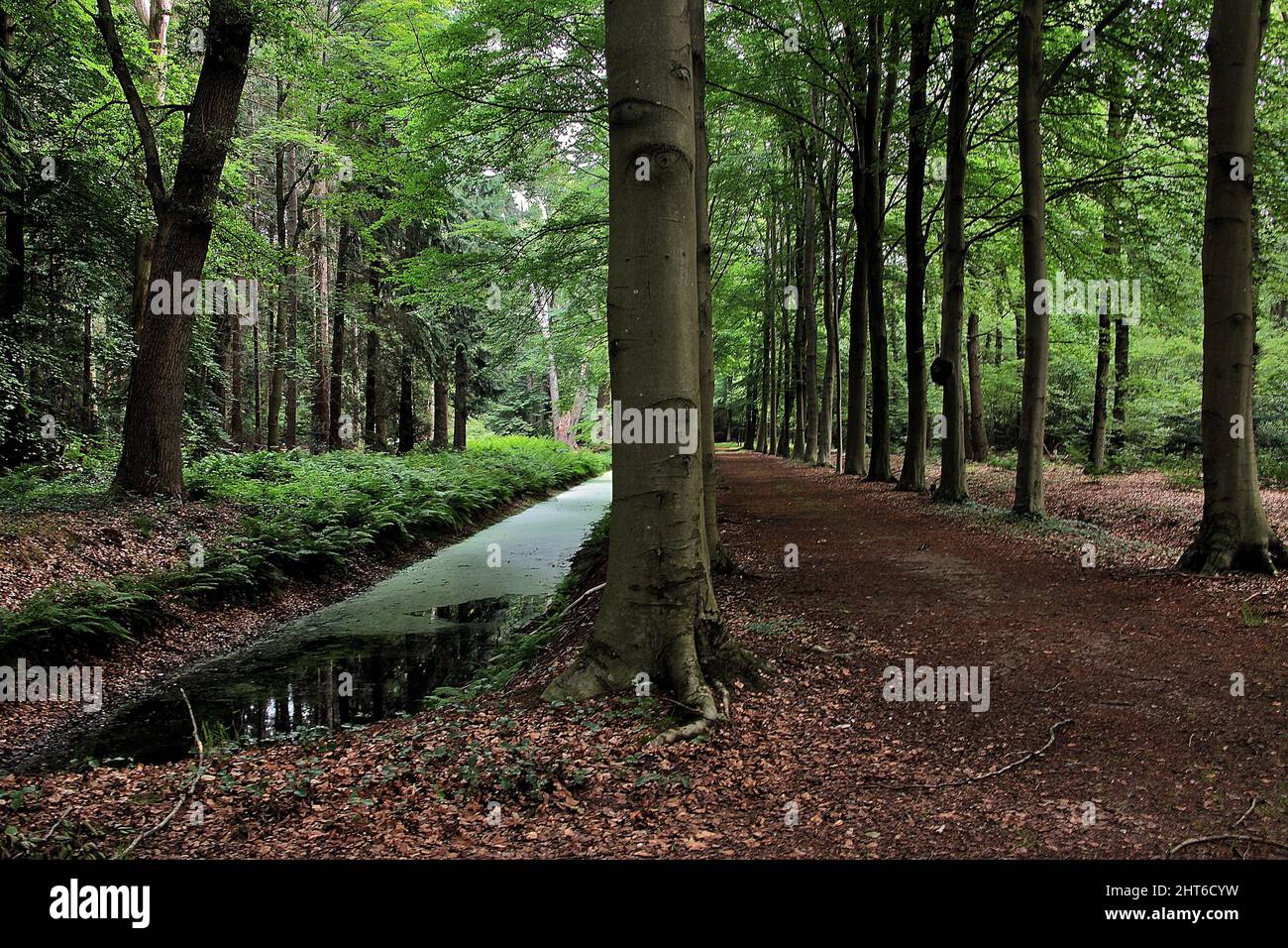 Paesaggi del sentiero nel bosco immagini e fotografie stock ad alta ...