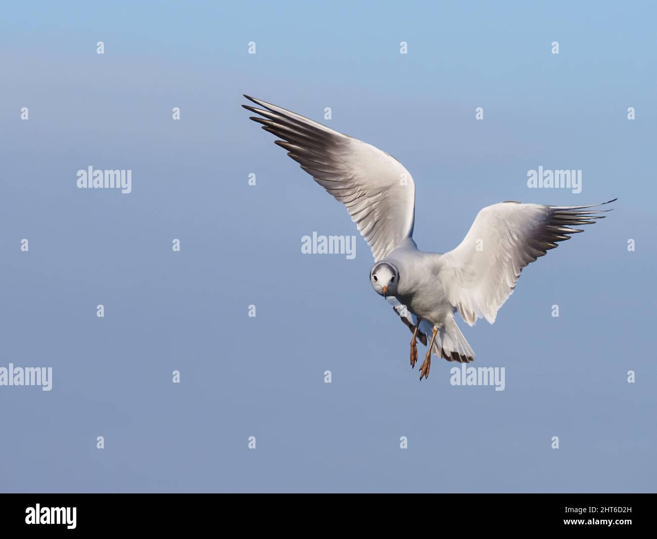 L'inverno è crolagato Gull testa nera che si alimenta su un laghetto allagato vicino Warrington. Foto Stock