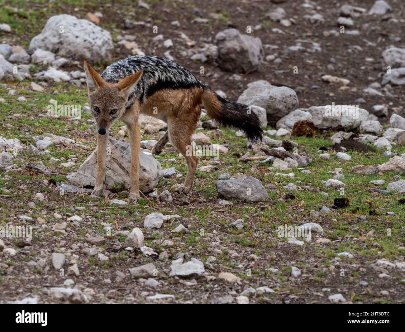 Primo piano di un Jackal Black Back Foto Stock