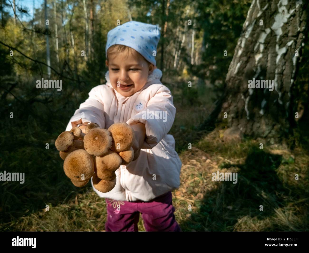 bambino che raccoglie i funghi di miele nella foresta d'autunno. primo piano. toddler tiene i funghi commestibili bei nelle mani Foto Stock