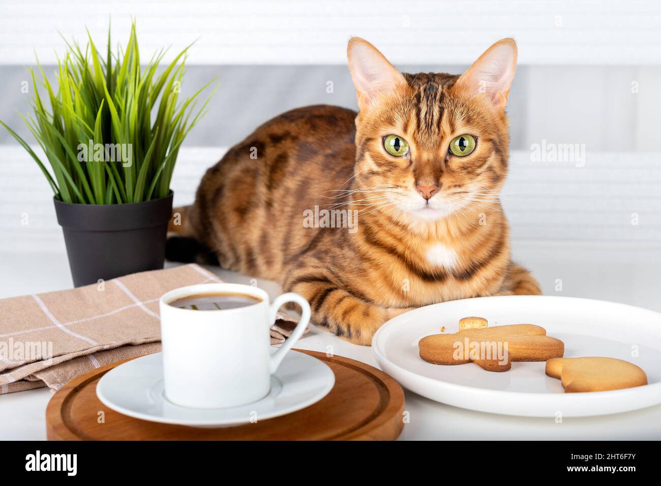 Assaggiate biscotti di forma umana, tazza di caffè e gatto bengala all'interno Foto Stock