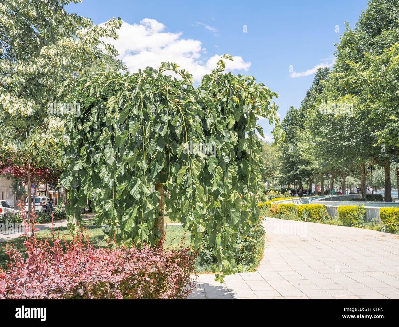 bell'albero con foglie appese sul vicolo della città Foto Stock