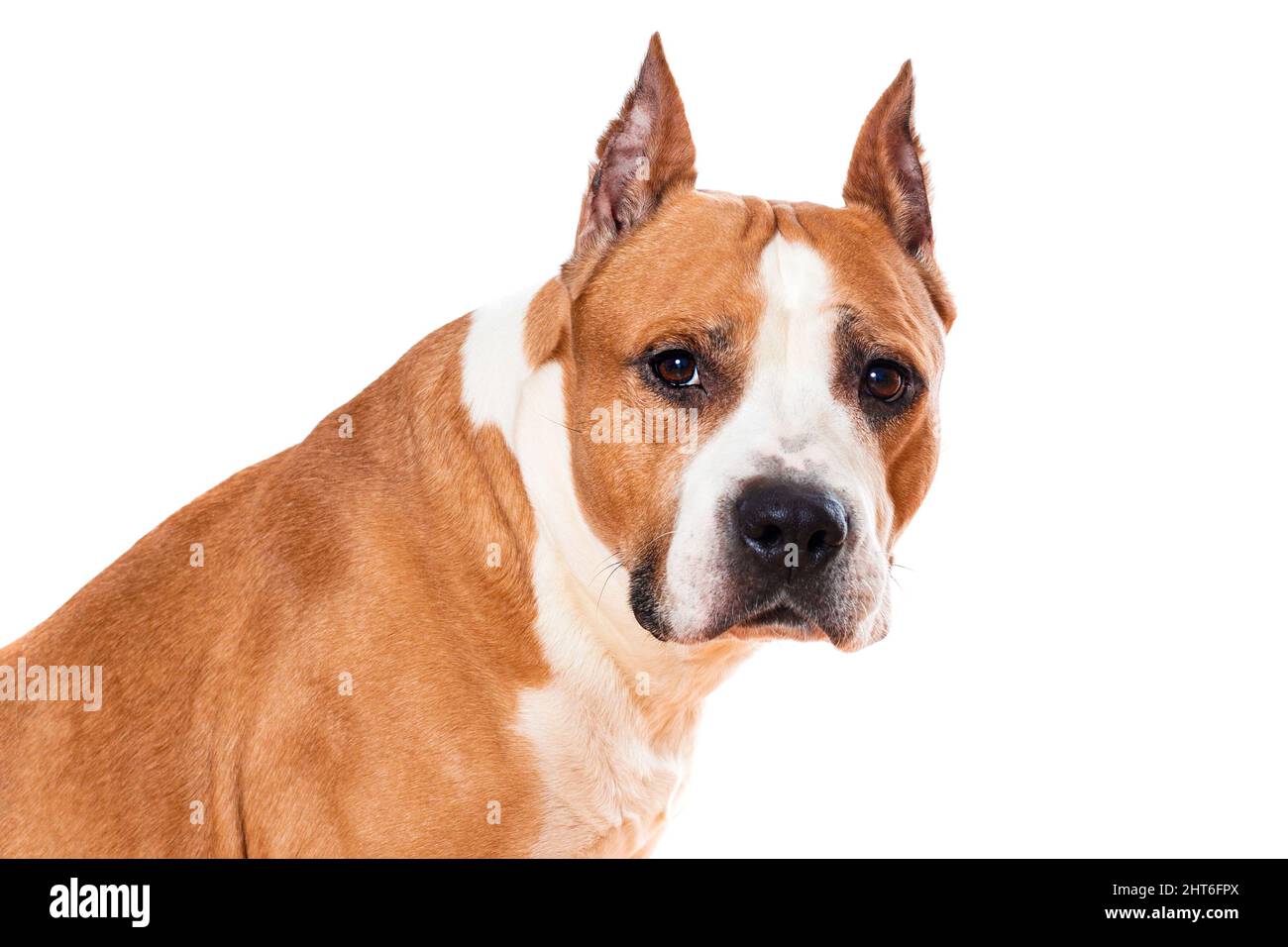cane american staffordshire terrier colore marrone closeup isolato su sfondo bianco. Foto di alta qualità Foto Stock