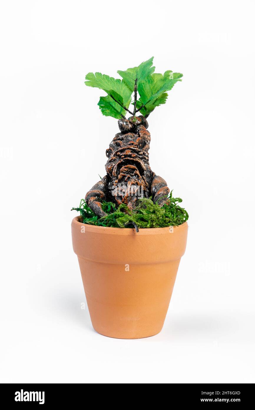 Mandrake pianta e Pot da Harry Potter isolato su sfondo bianco Foto Stock