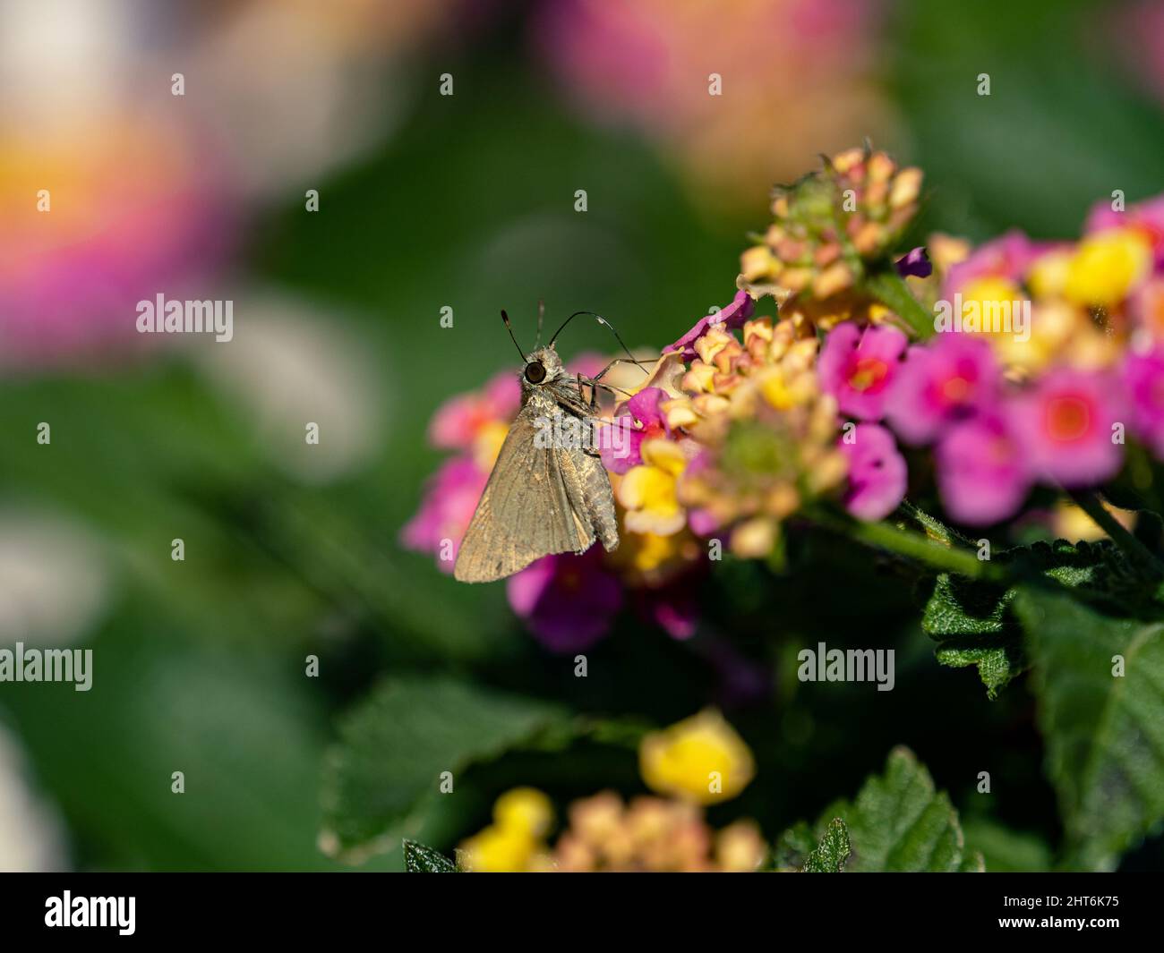 Macro di una piccola farfalla veloce sui fiori vicino Yokohama, Giappone Foto Stock