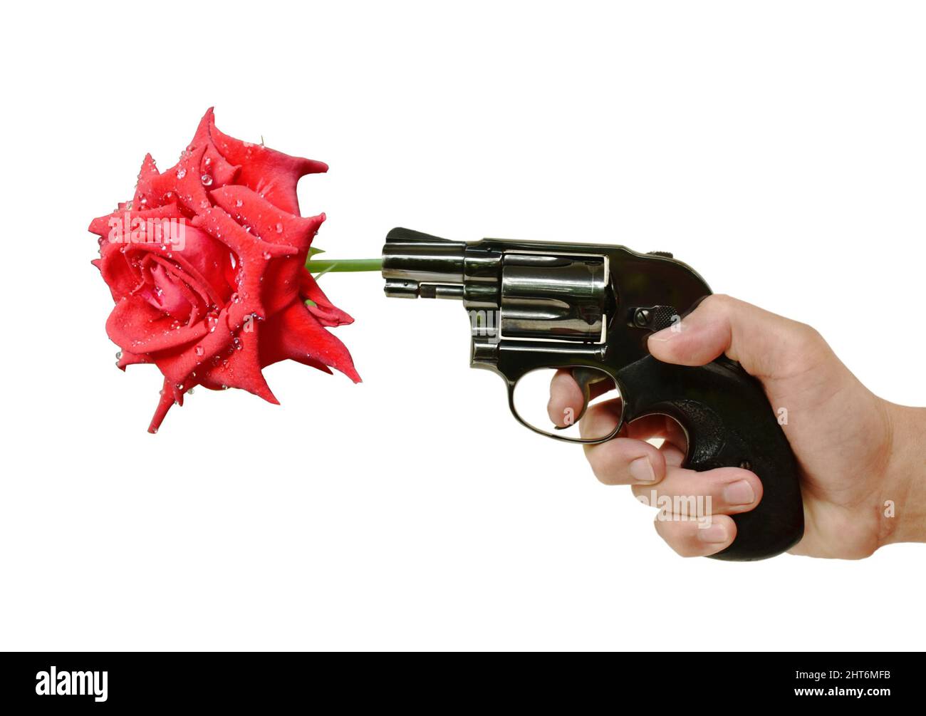 pistola a revolver con presa a mano che spara rosa rossa con goccia d'acqua su sfondo bianco Foto Stock