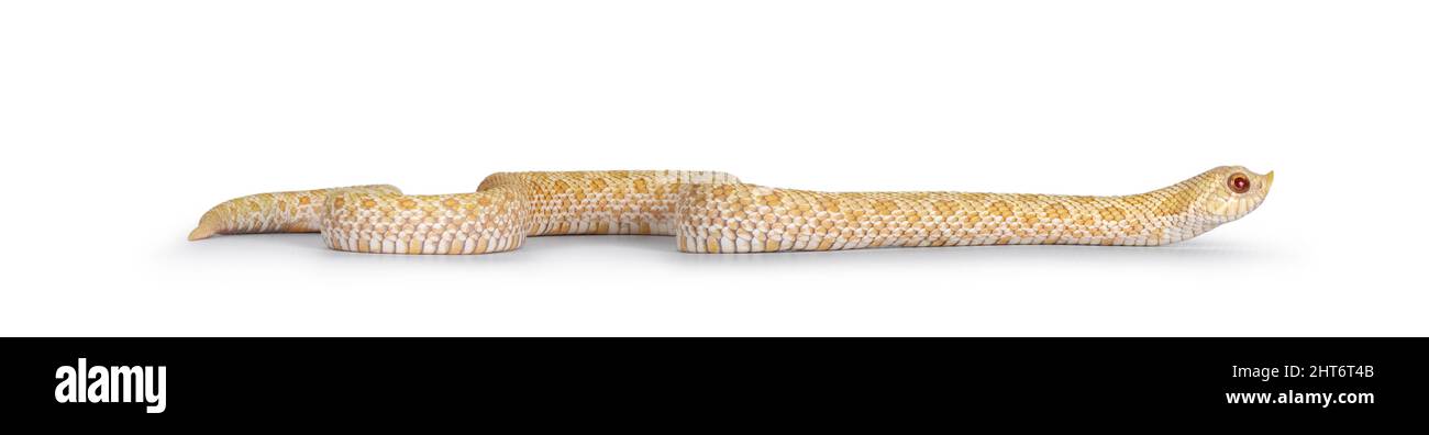 Serpente albino giovane hognose che si muove lateralmente. Isolato su sfondo bianco. Foto Stock