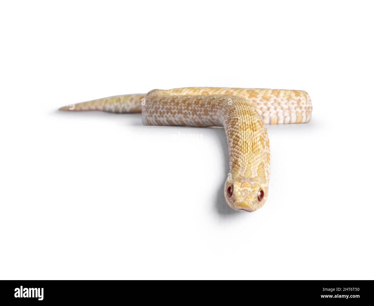 Vista frontale del giovane serpente albino hognose che si muove sul bordo. Isolato su sfondo bianco. Foto Stock