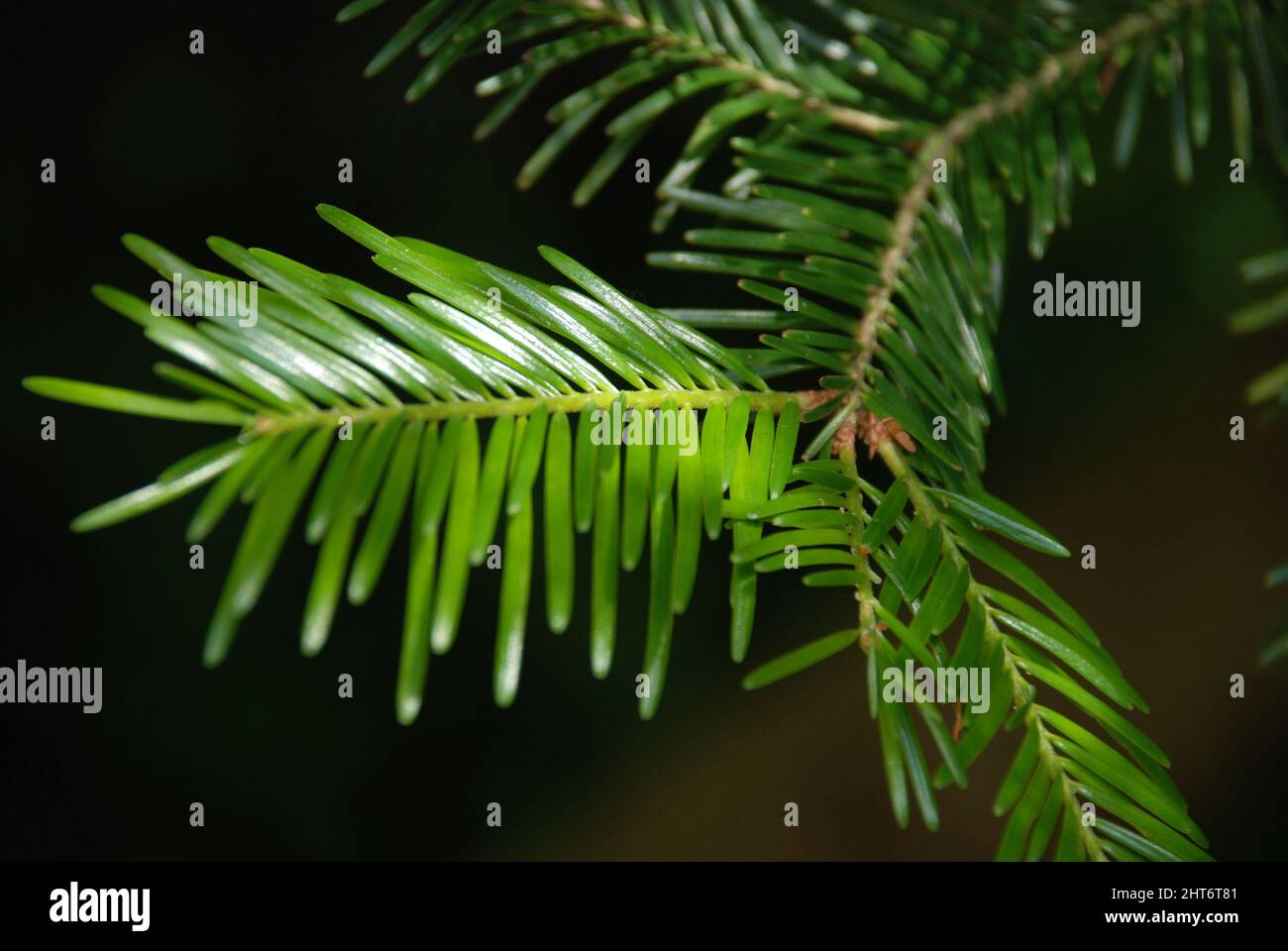 Primo piano di un Abies sibirica rami Foto Stock