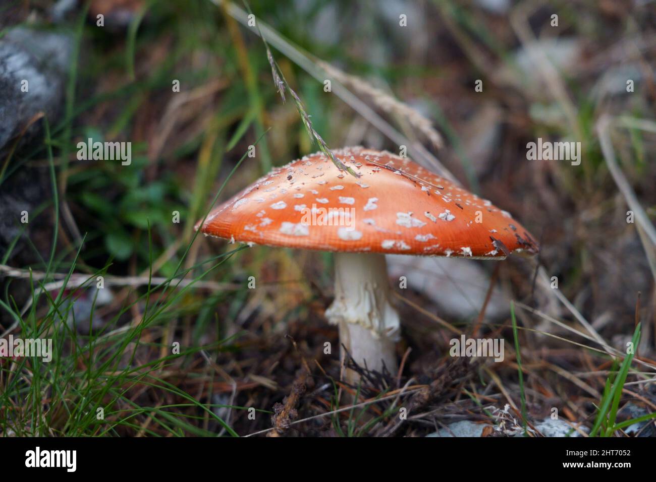 Amanita Muscaria Foto Stock