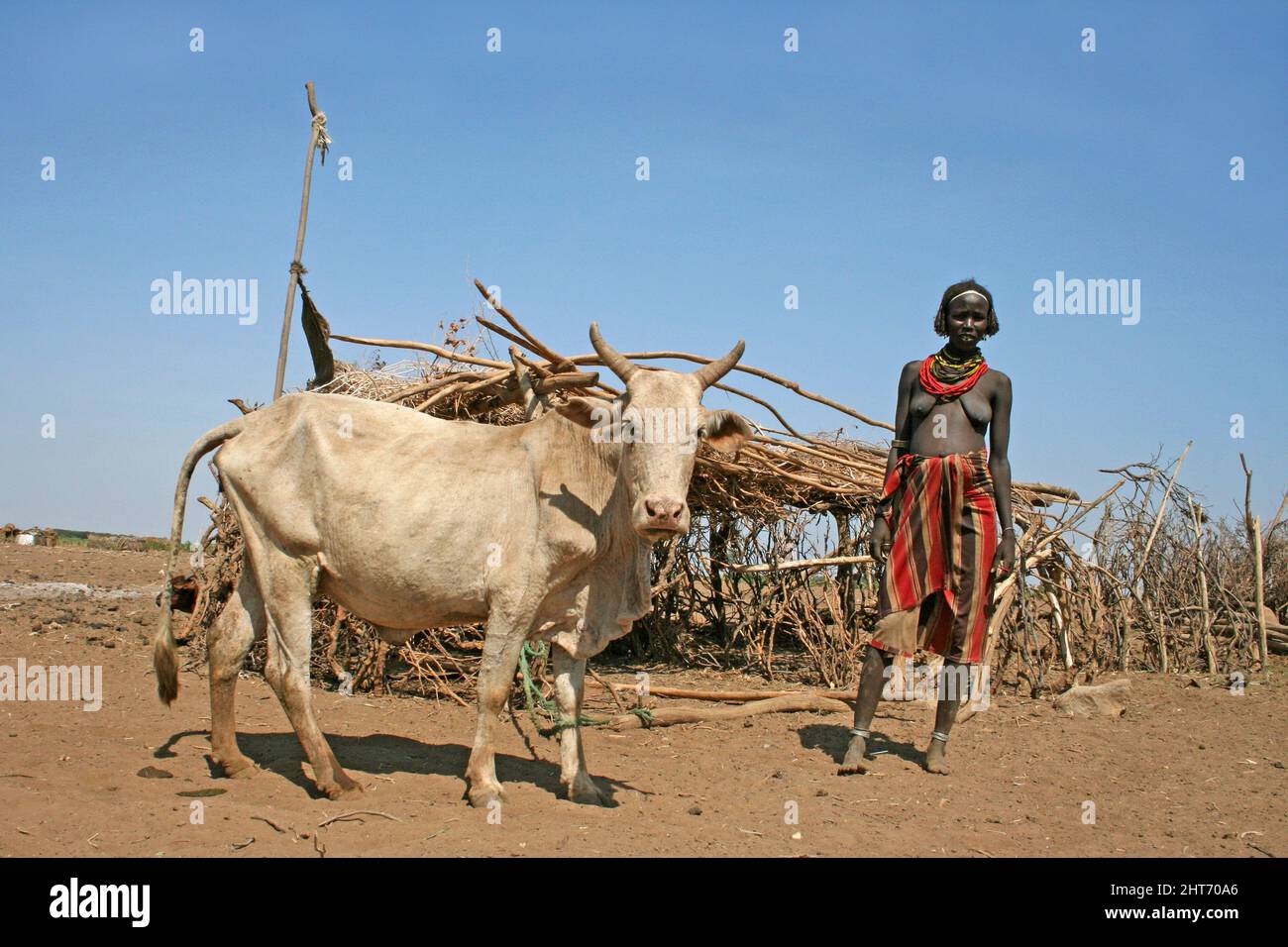 Dassanech Tribe Donna con mucca, Omorate, Omo Valley, Etiopia Foto Stock