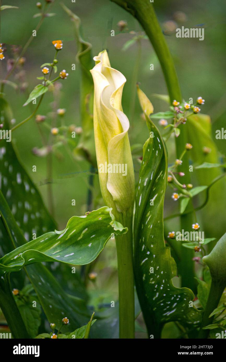 Fiori di calla bianca in un letto di fiori all'interno di un grande giardino Foto Stock