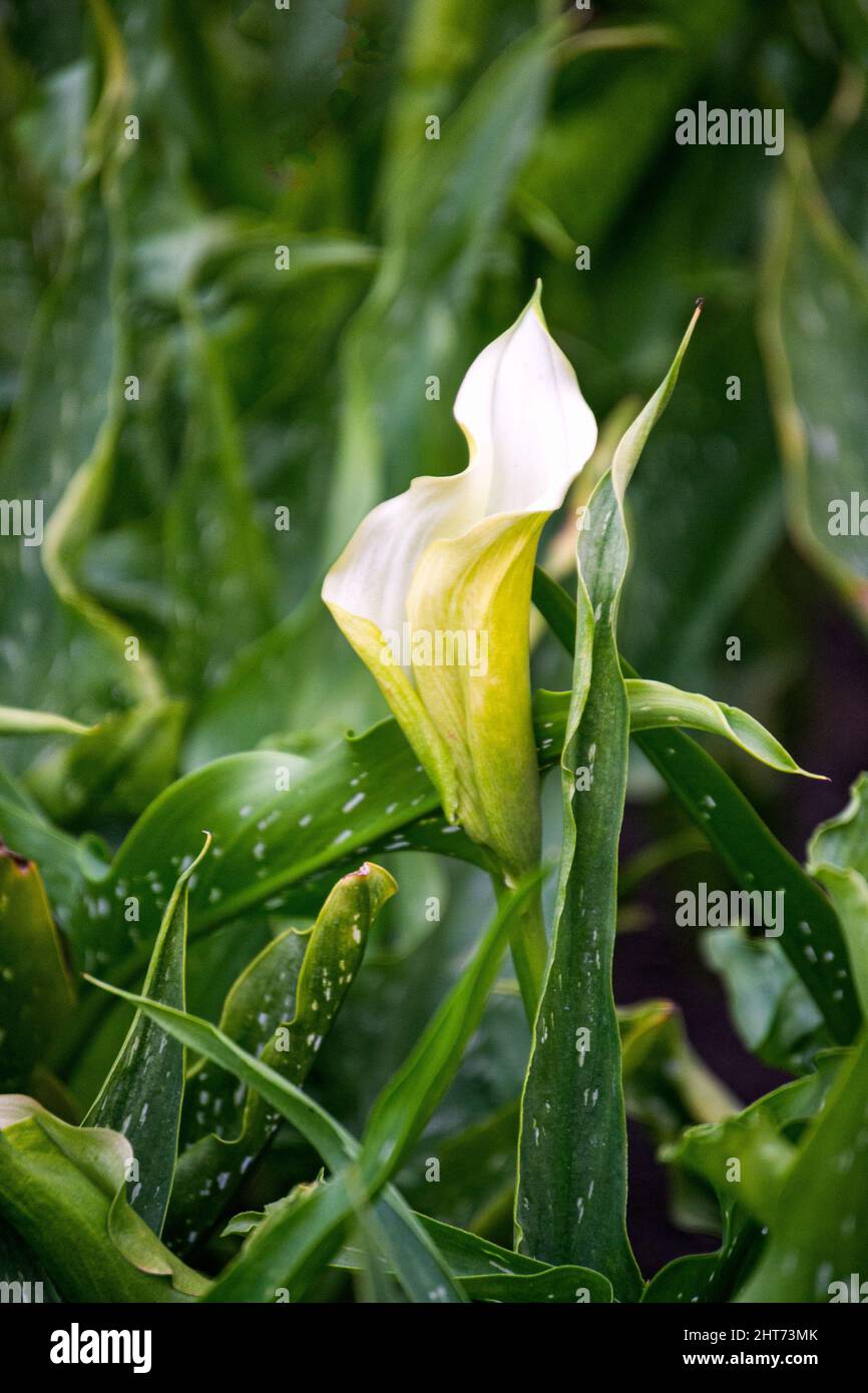 Fiori di calla bianca in un letto di fiori all'interno di un grande giardino Foto Stock