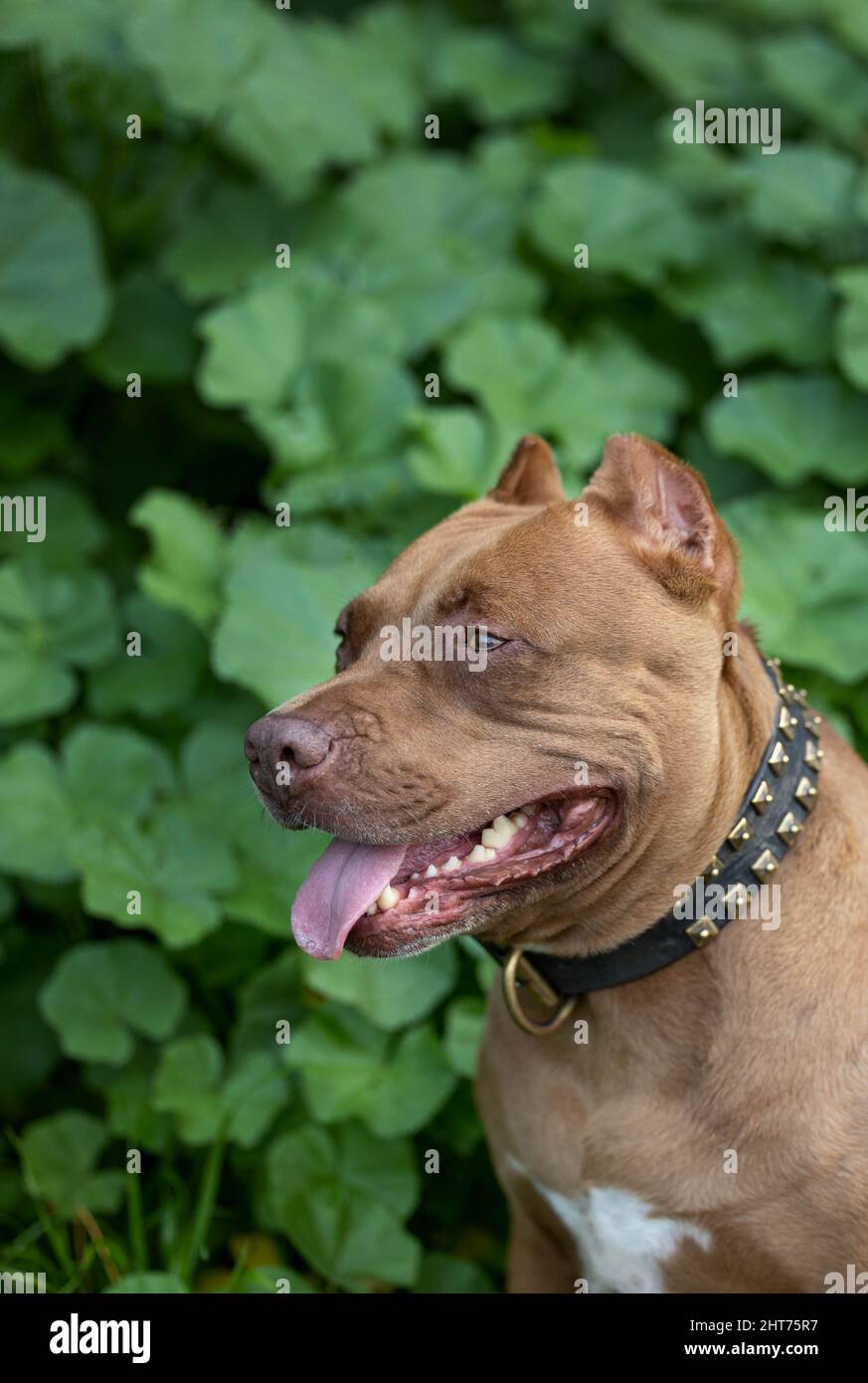 Un cane sorride in un viaggio sul campo Foto Stock