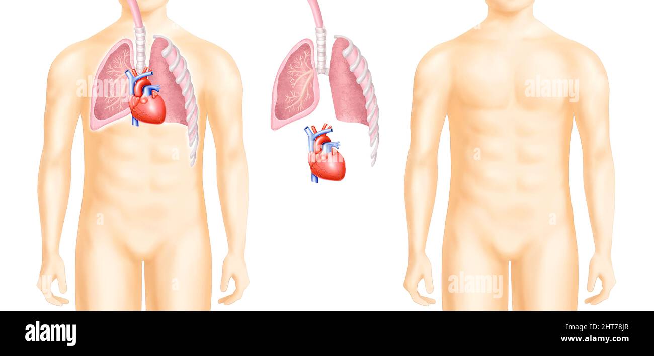 Un'illustrazione realistica dell'anatomia degli organi del corpo umano Foto Stock