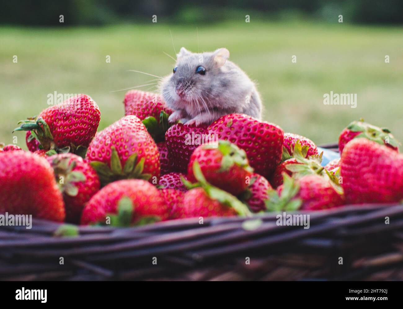 Carino criceto piccolo che munching su alcune fragole rosse mature in un cestino su uno sfondo sfocato Foto Stock