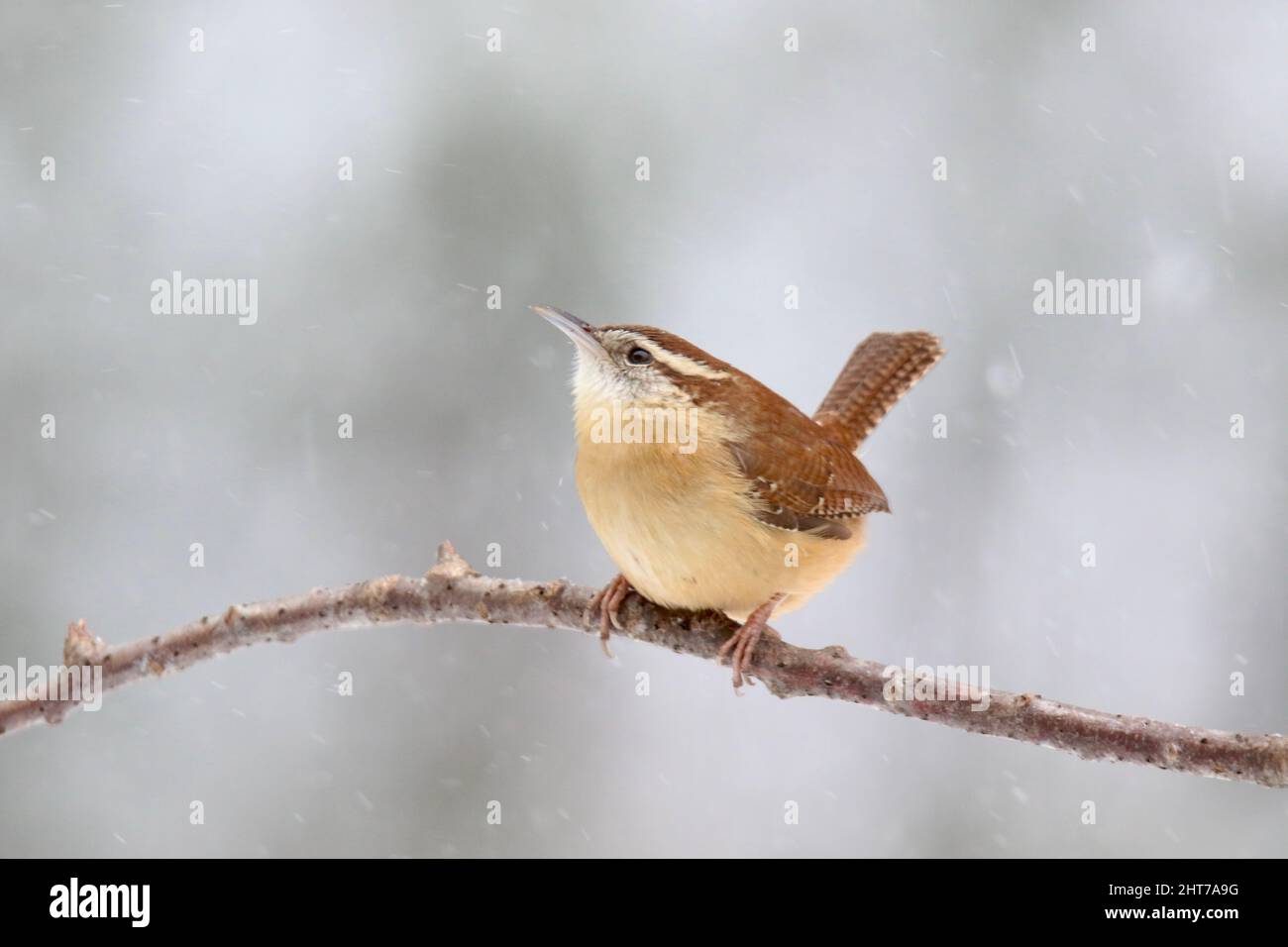 Little Carolina wren Thryothorus ludovicianus che si arrova su un ramo in una tempesta di neve d'inverno Foto Stock