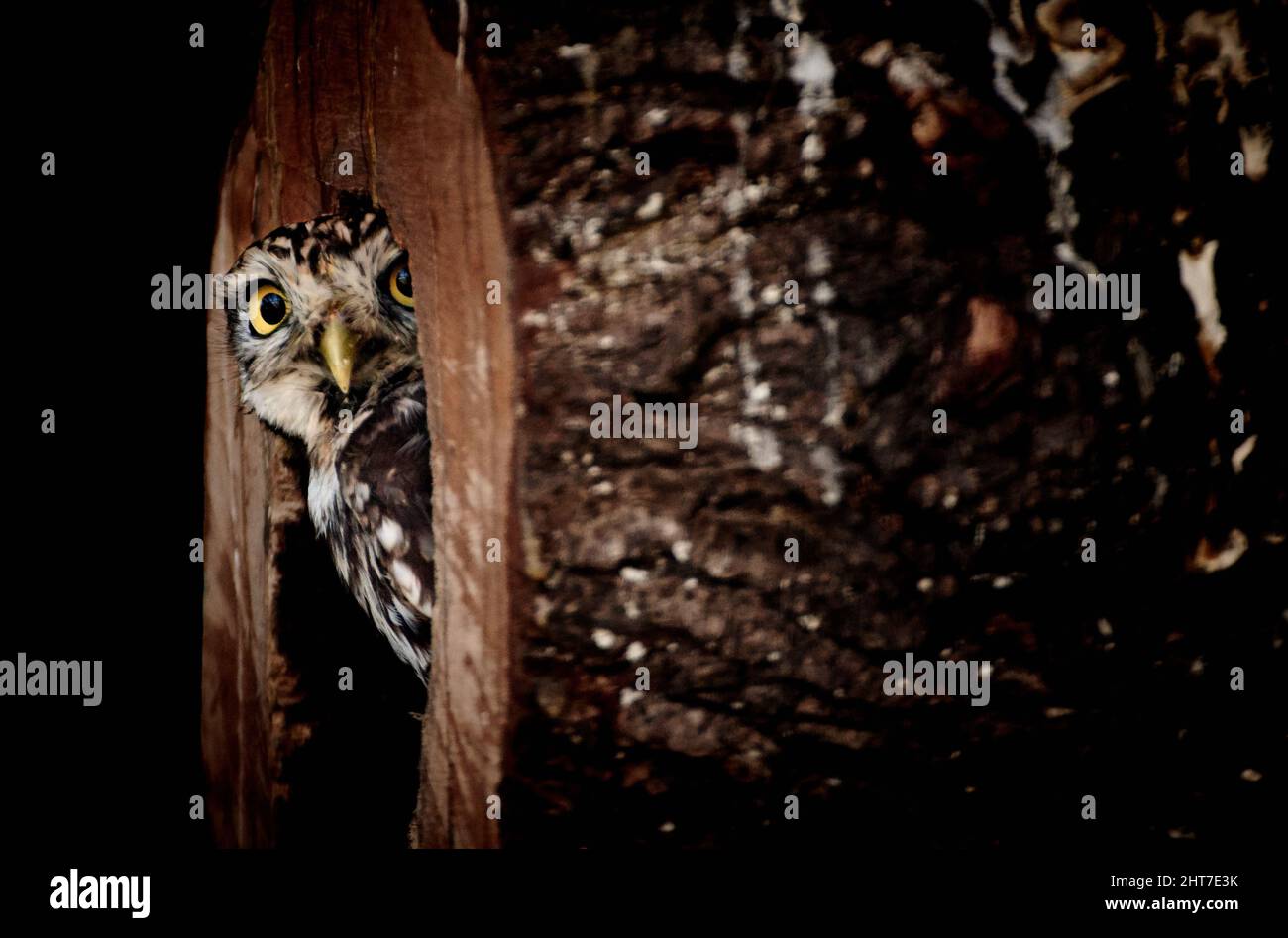 Gufo piccolo (Athene nattua) che si nasconde all'interno di un tronco di albero cavo e che sbucca fuori Foto Stock