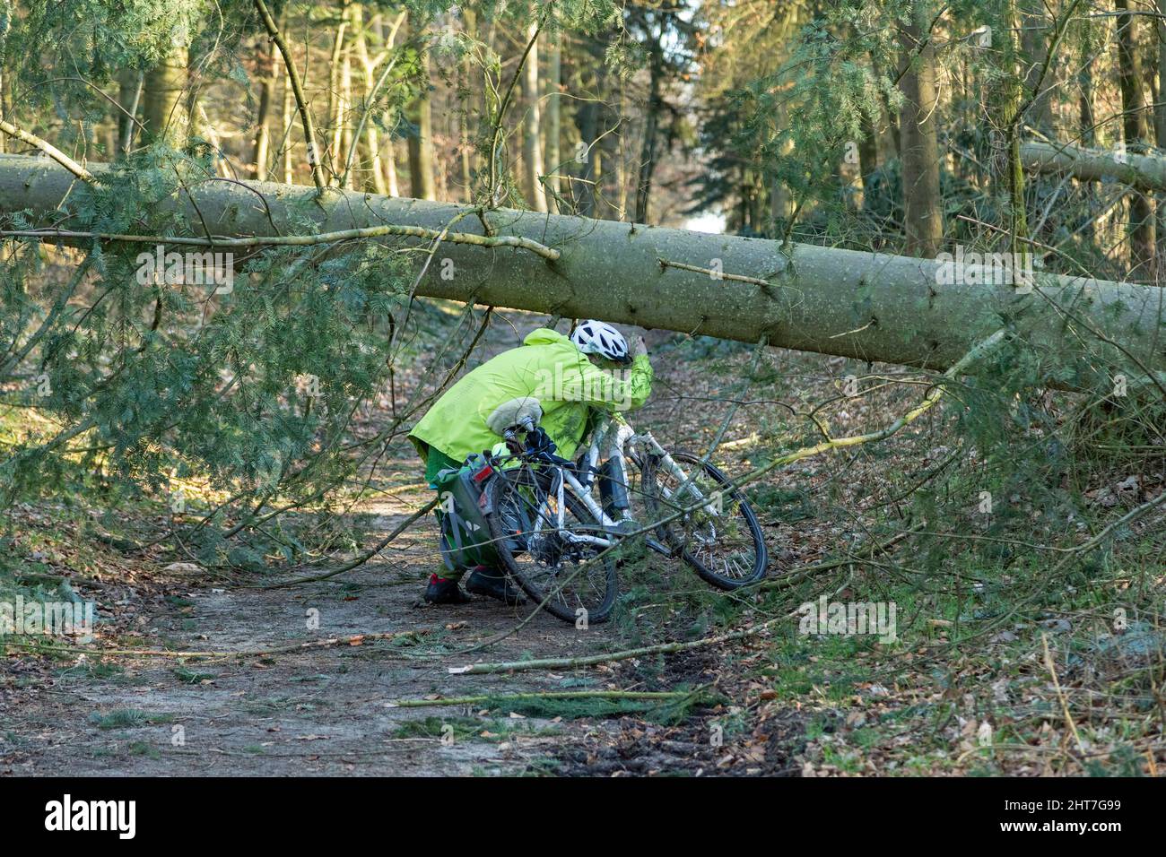 Donna oltre cinquanta che fa il giro in bicicletta con la sua e-bike attraverso la foresta dopo tempesta, percorso di blocco degli alberi, Lueneburg, bassa Sassonia, Germania Foto Stock