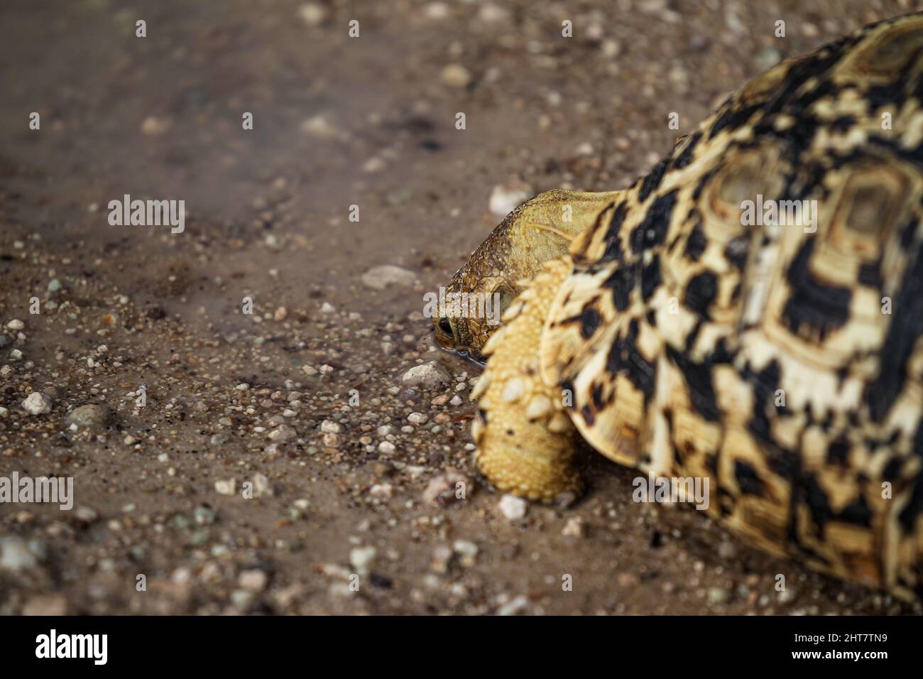 Un primo piano di una tartaruga che si muove a terra al Parco Nazionale Etosha in Namibia Foto Stock