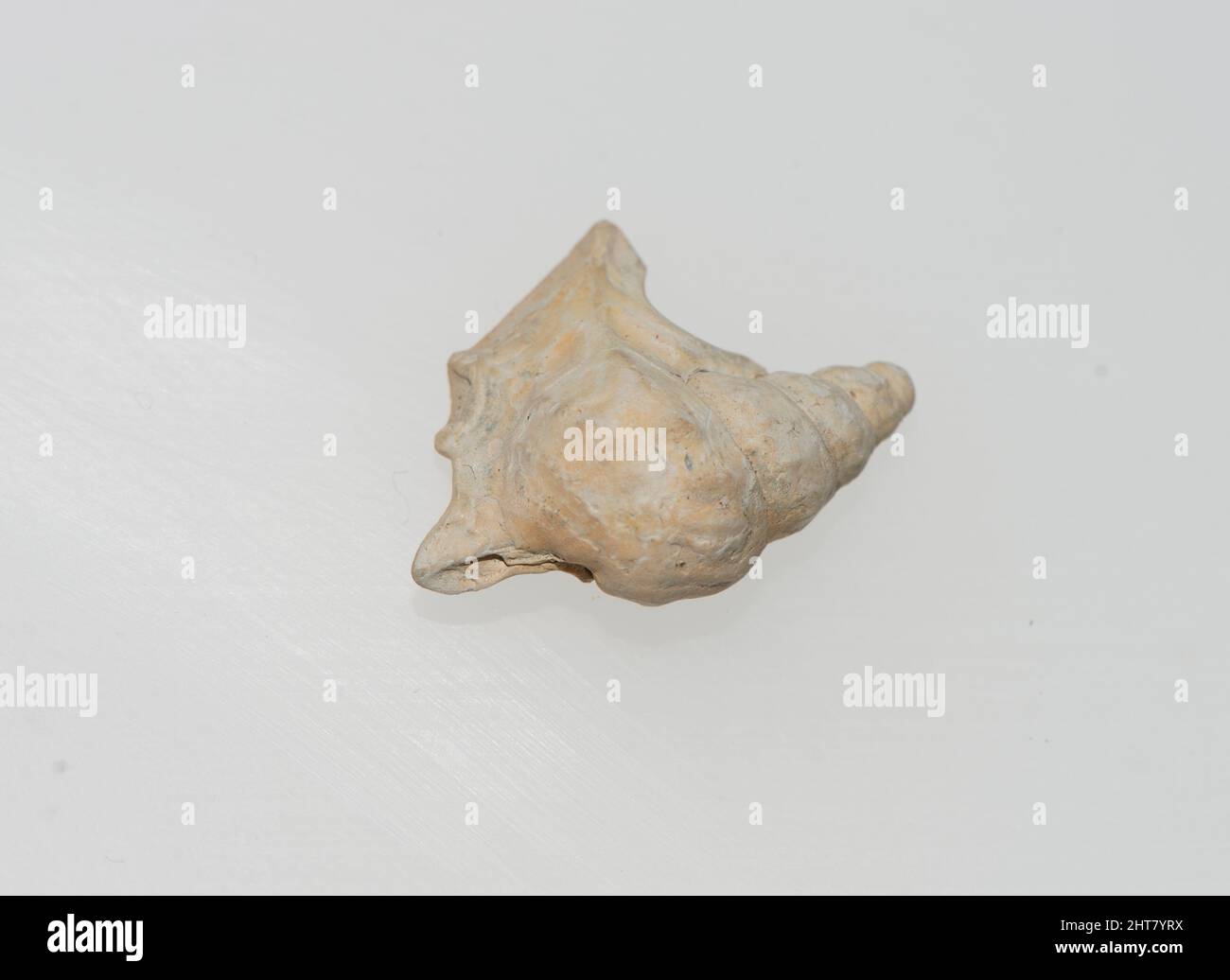 Gastropoda 'Shell' l- parte della fauna marina Foto Stock