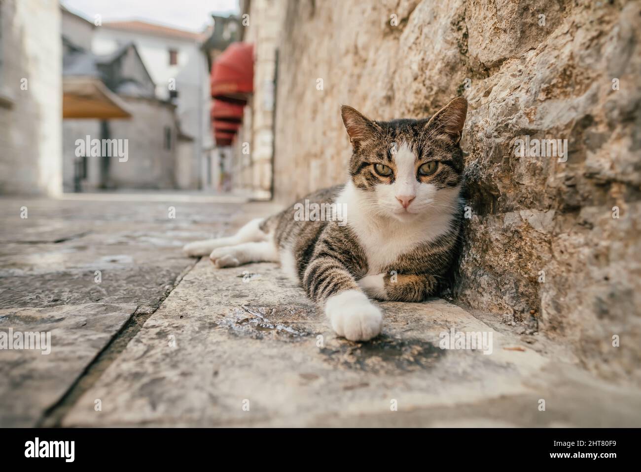 Carino gatto randagio rilassante su un marciapiede nella città vecchia di Kotor, Montenegro Foto Stock