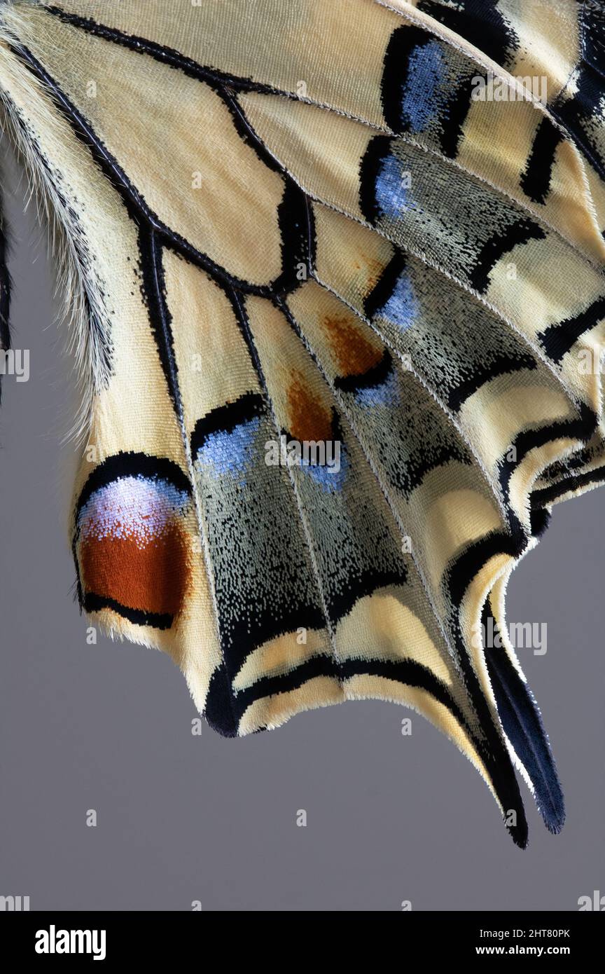 ala di papilio machaon farfalla in macro Foto Stock