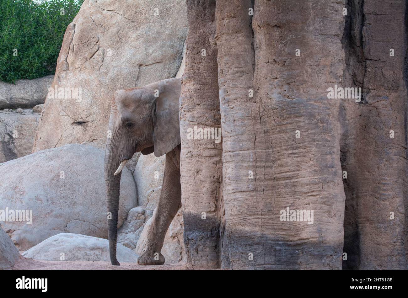 VALENCIA , SPAGNA - 10 DICEMBRE 2021: Elefanti a Valencia Biopark Spagna Foto Stock