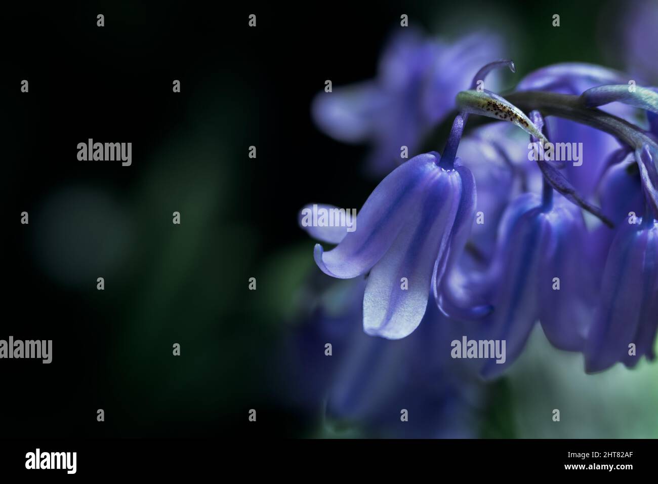 Fiori viola, primavera, fiore, petali, dettagli, natura, macro Foto Stock