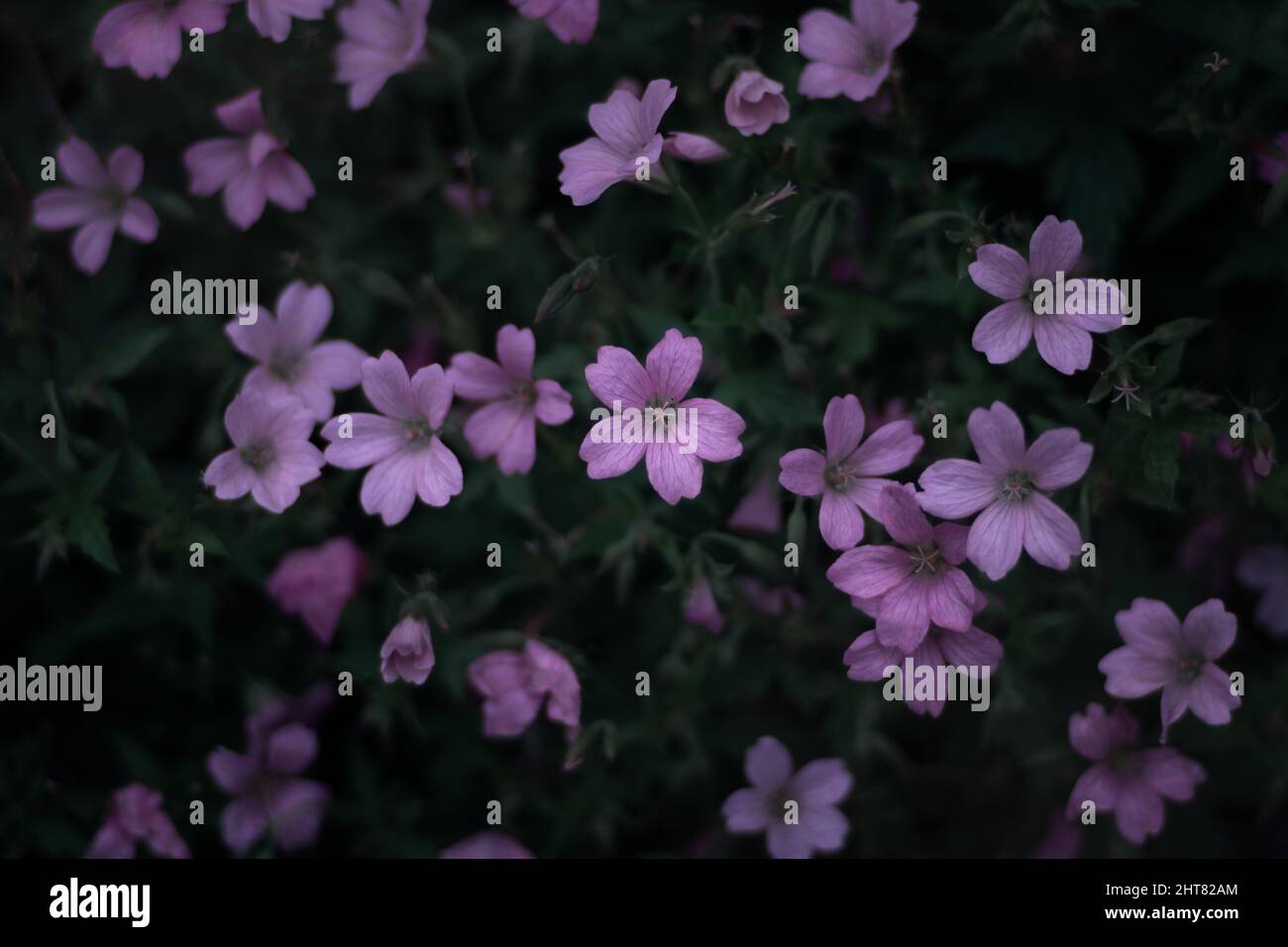 Fiore viola, primavera, fiore, petali, dettagli, natura, macro Foto Stock