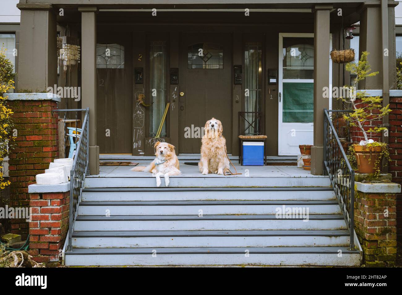 Cani sul portico anteriore di un edificio di appartamenti in città Foto Stock