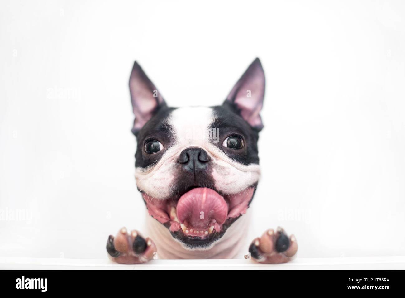 Un curioso e divertente cane Boston Terrier con un sorriso ampio e allegro guarda fuori e si spazza da un tavolo bianco su uno sfondo bianco, appoggiandosi sulle zampe Foto Stock