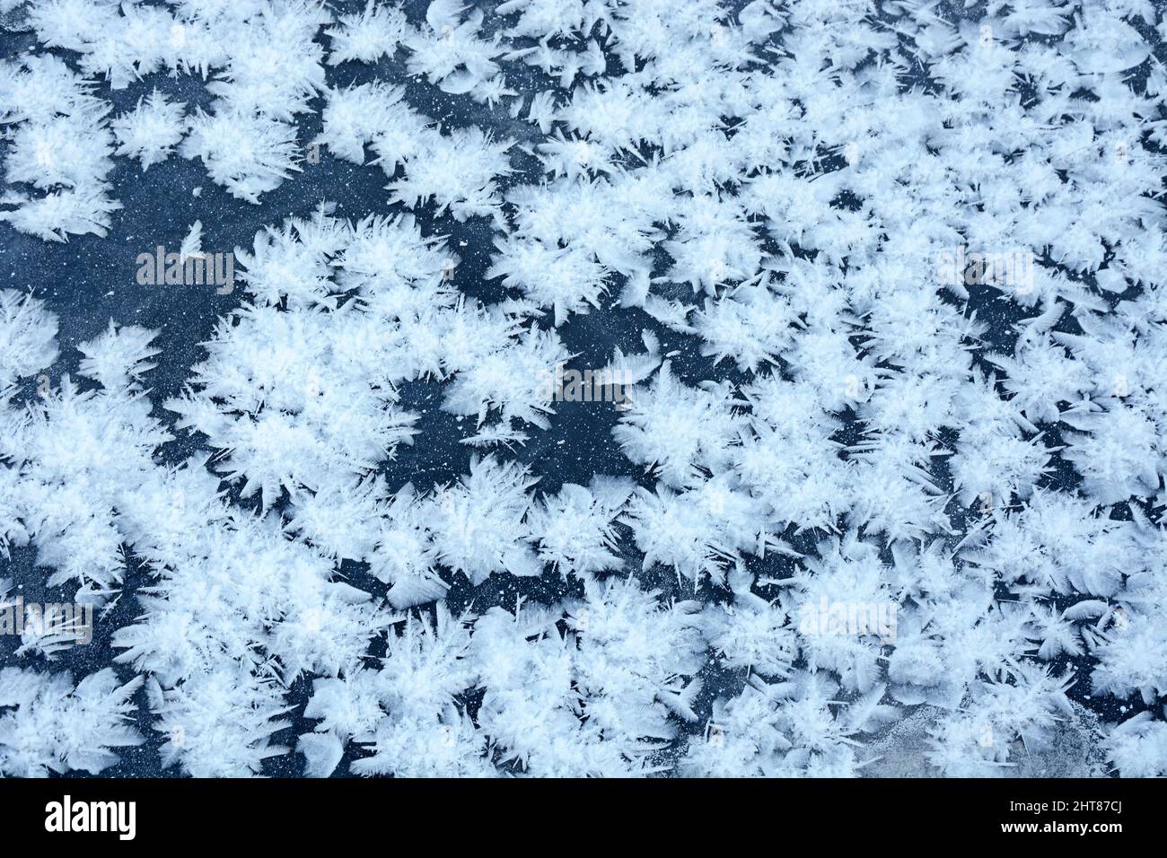 Bell'effetto - stelle di neve sul ghiaccio. Un modello che si forma solo in brina d'inverno grave Foto Stock