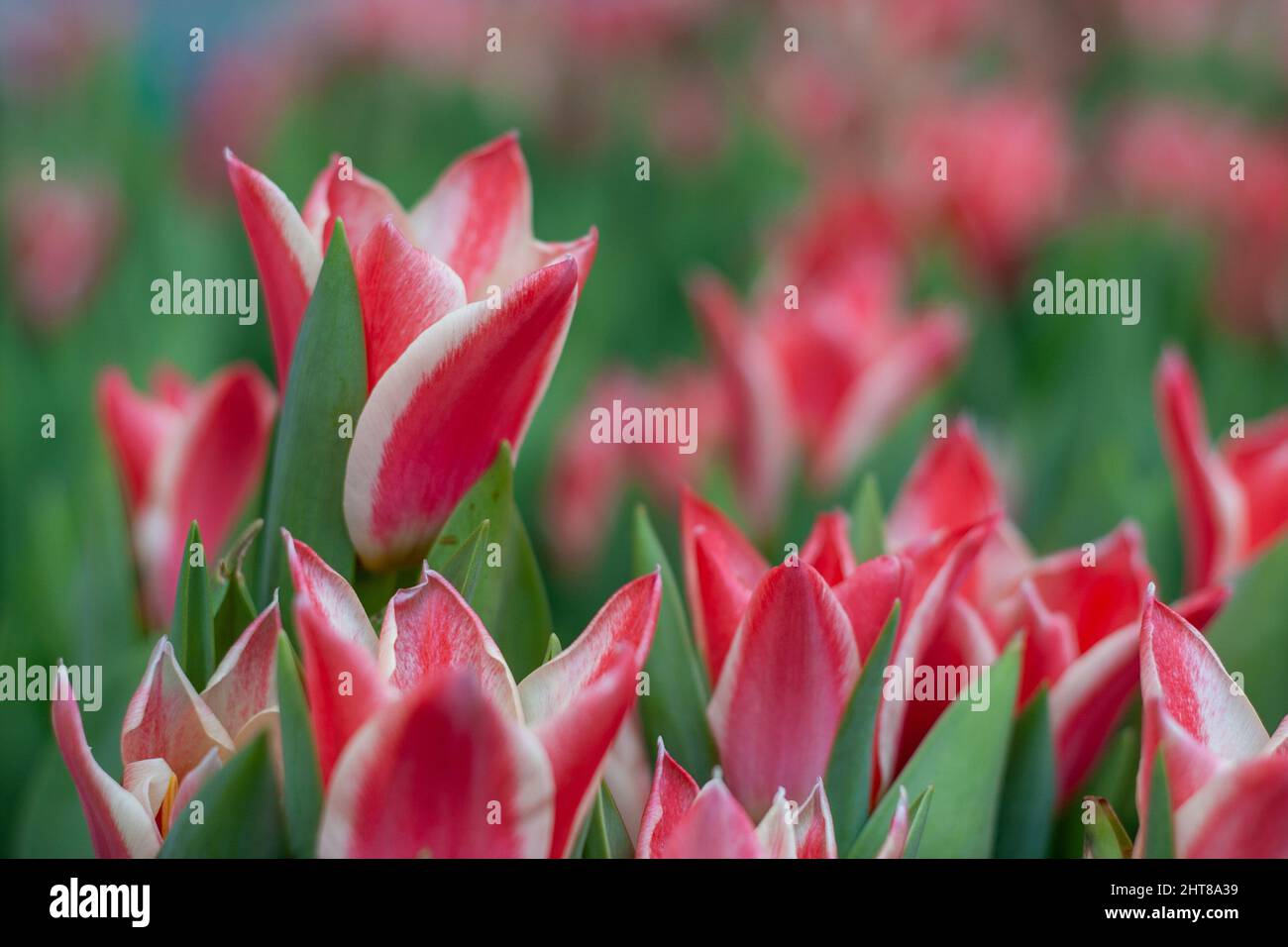 Un bel colpo di un campo pieno di tulipani rossi con strisce bianche durante il giorno Foto Stock