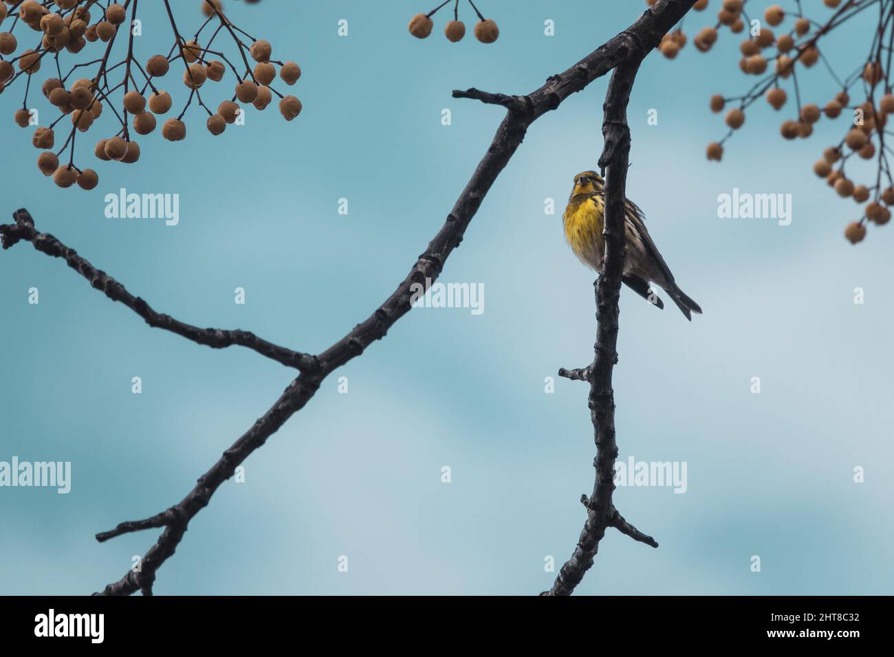 Piccolo songbird arroccato sul ramo di un albero di cannella (Melia azedarach) tra i suoi frutti gialli rotondi Foto Stock