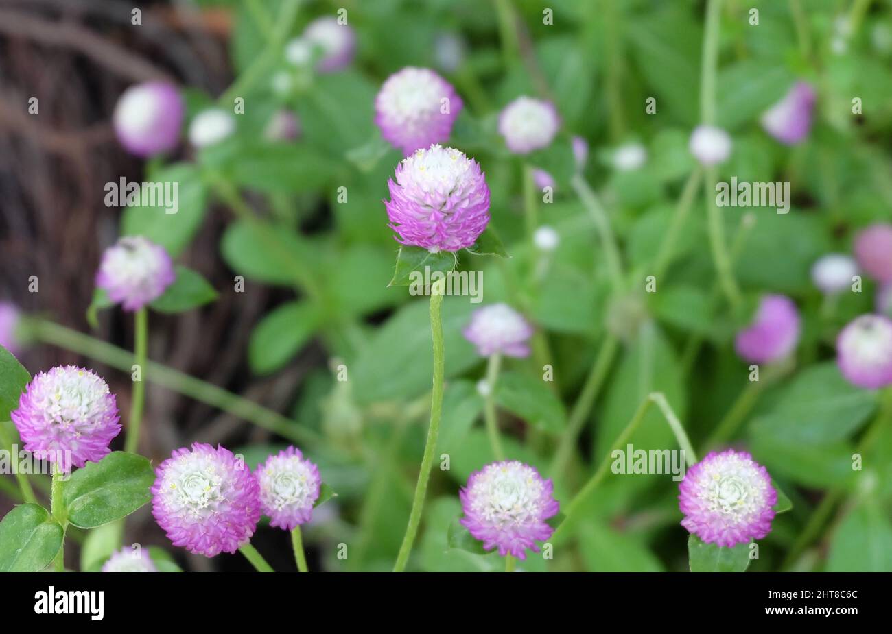 Fiori e piante, fresco Globe viola Amaranth, Gomphrena globosa, Makhmali o Vadamalli utilizzati per fare una Garland e Medicina tradizionale delle erbe. Foto Stock