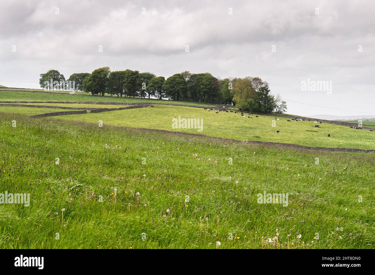 Il bestiame pascolo sui campi di pascolo sulle colline del Peak District dell'Inghilterra. Foto Stock