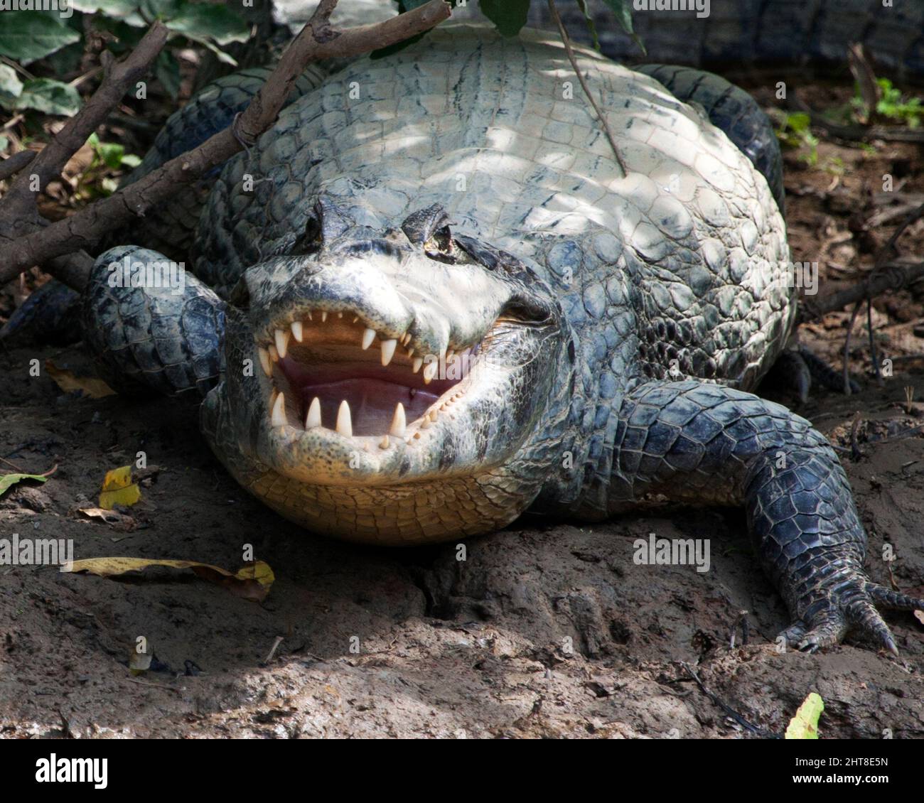 Primo piano testa sul ritratto di Black Caiman (Melanosuchus niger) che entra in acqua dalla riva del fiume nella Pampas del Yacuma, Bolivia. Foto Stock