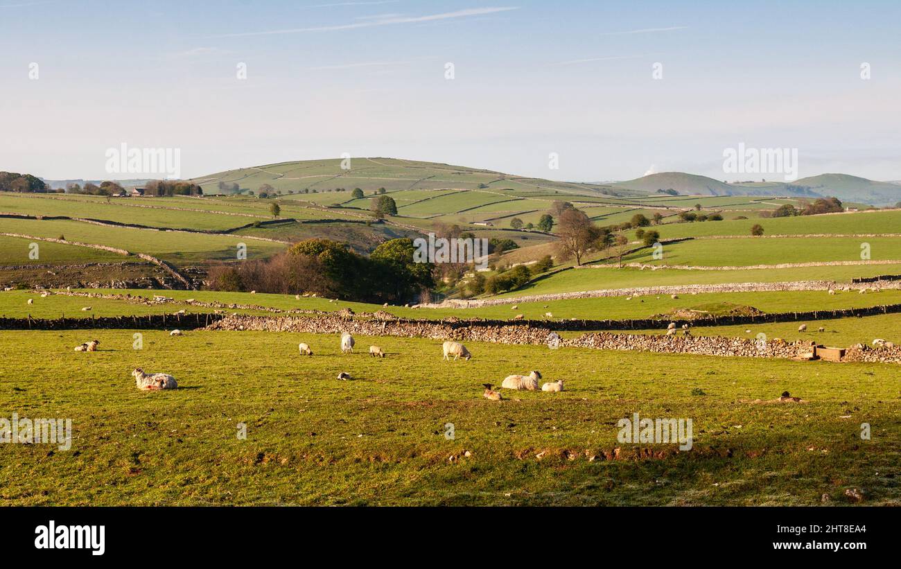 Le pecore pascolo nei campi sopra mano Dale valle, come visto dal Tissington Trail nel Peak District dell'Inghilterra. Foto Stock