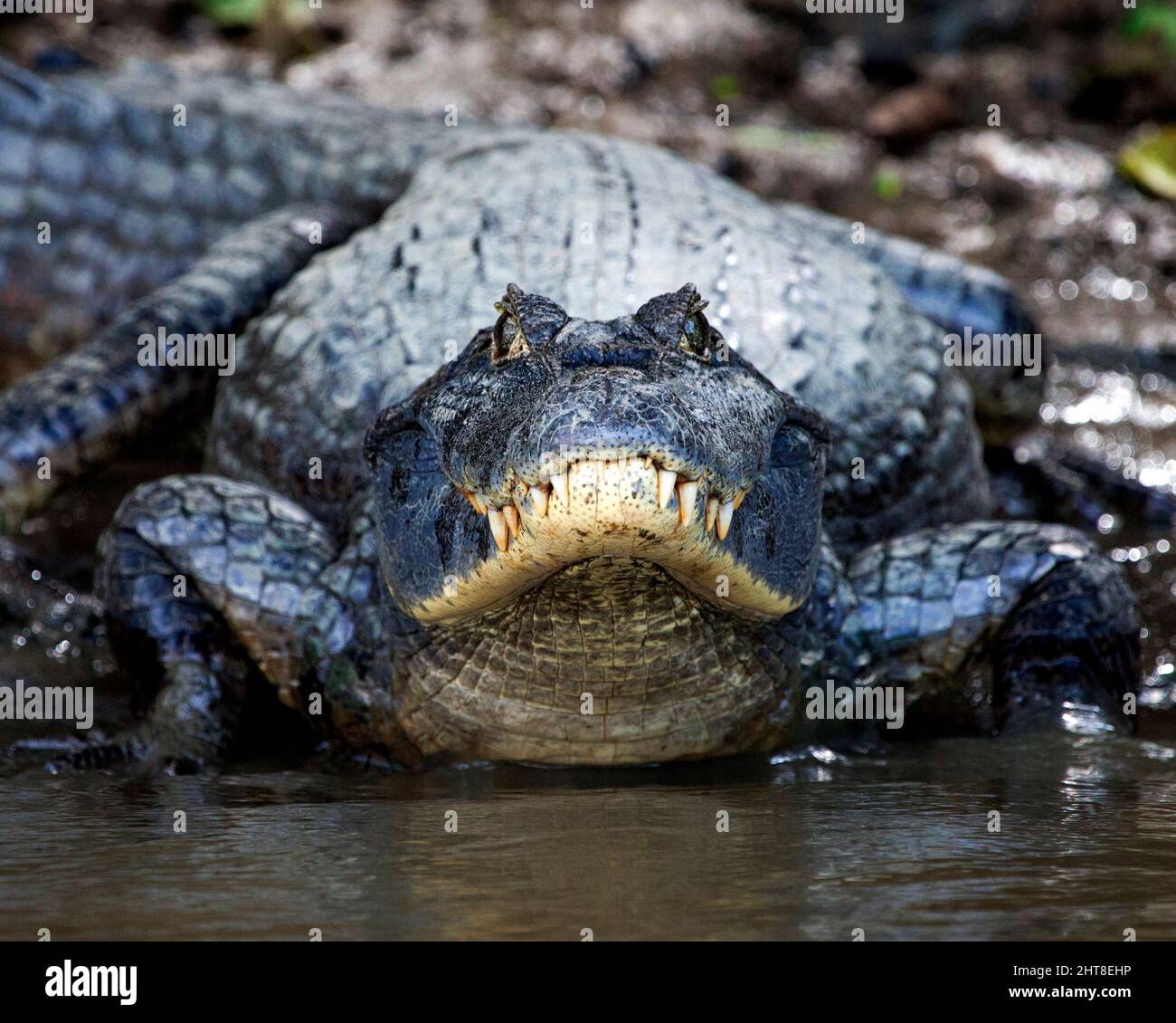 Primo piano testa sul ritratto di Black Caiman (Melanosuchus niger) che entra in acqua dalla riva del fiume nella Pampas del Yacuma, Bolivia. Foto Stock