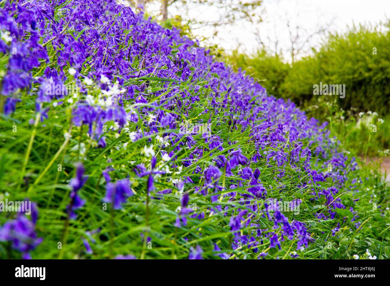 Un bel colpo di bluebells in un giardino Foto Stock