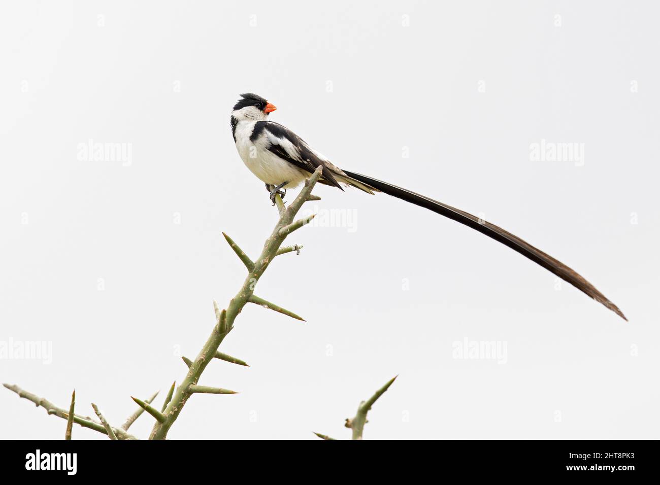 Un whydah (Vidua macroura) punteggiato in un albero. Foto Stock