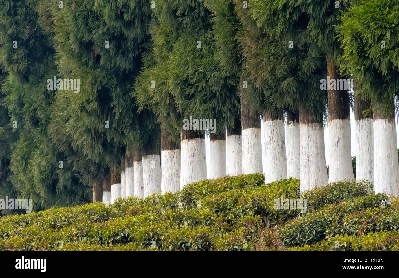 Darjeeling giardino del tè, Darjeeling, Bengala Occidentale, India Foto Stock