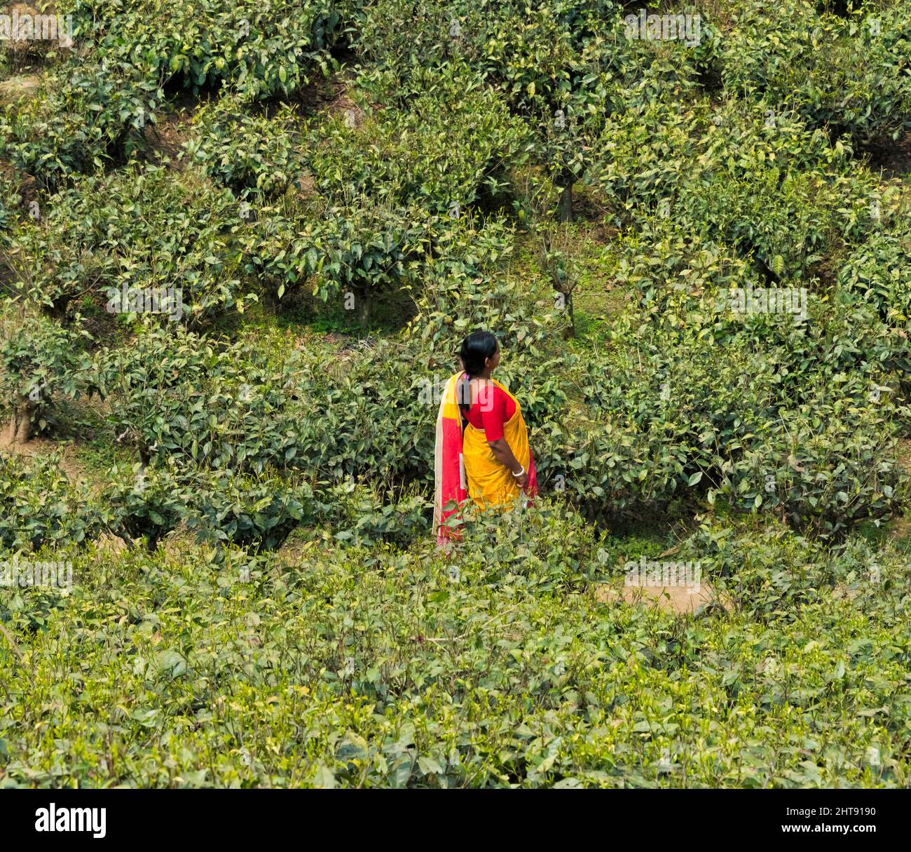 Donna al giardino del tè di Darjeeling, Darjeeling, Bengala Occidentale, India Foto Stock