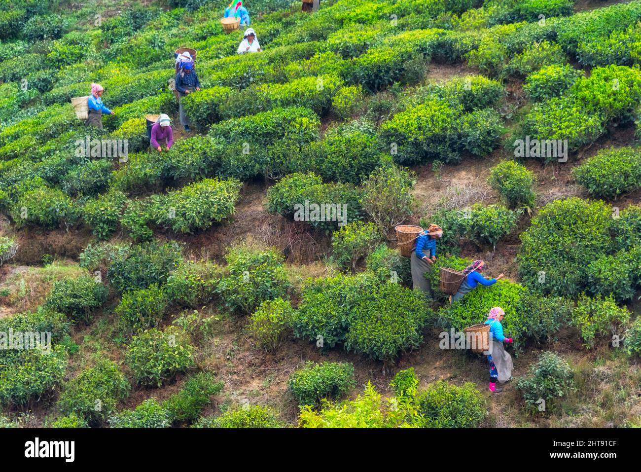 Agricoltori che raccolgono foglie di tè Himalayan al giardino del tè, Darjeeling, Bengala Occidentale, India Foto Stock