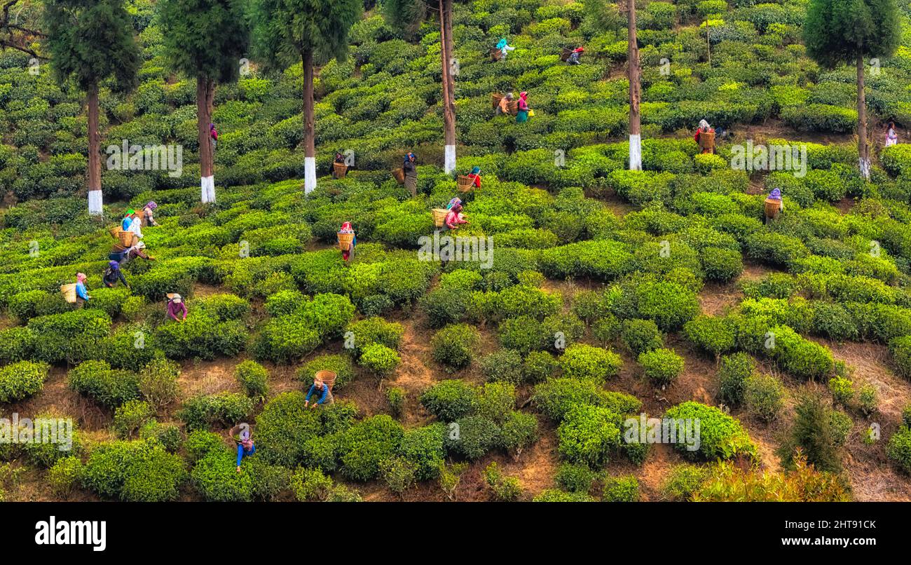 Agricoltori che raccolgono foglie di tè Himalayan al giardino del tè, Darjeeling, Bengala Occidentale, India Foto Stock