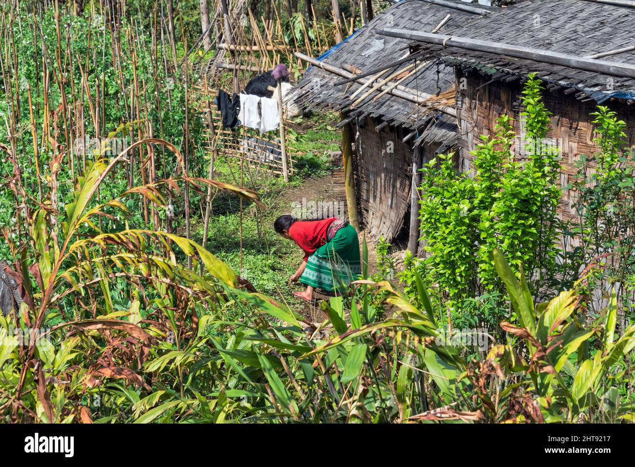 Donna tendente al campo vegetale nel villaggio di Darap, uno dei più bei villaggi in Sikkim, India Foto Stock