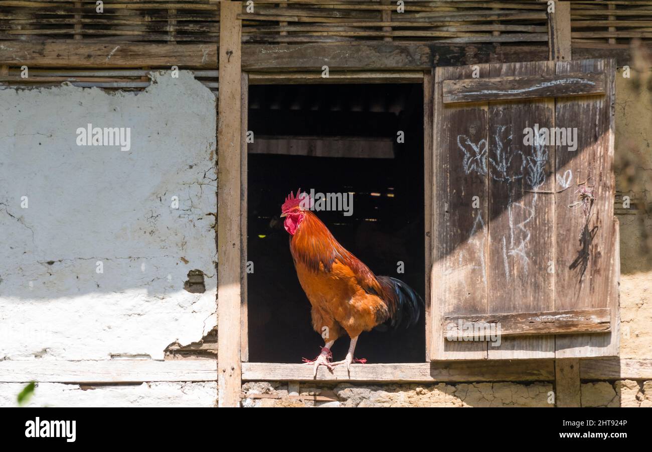 Rooster al River Orange Garden, Gyalishing, Sikkim, India Foto Stock